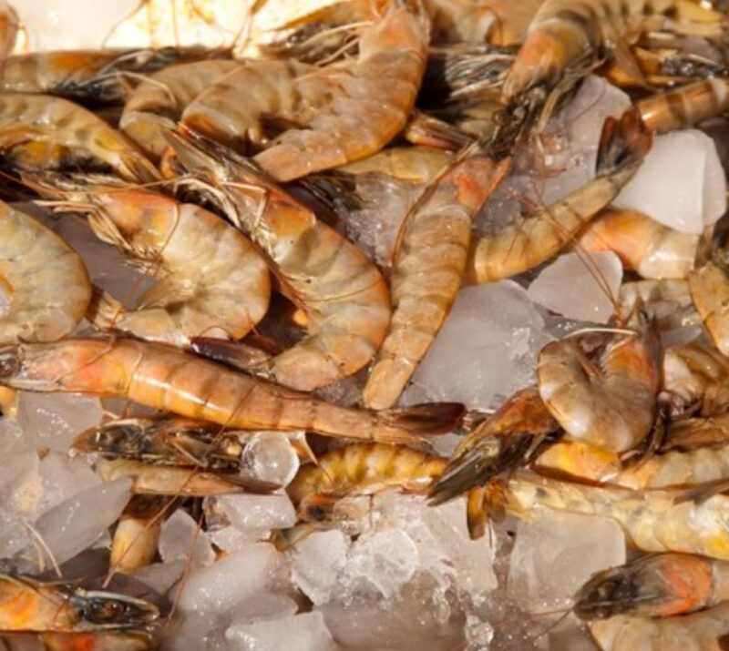 Aqua Culture/ Shrimp Hatcheries